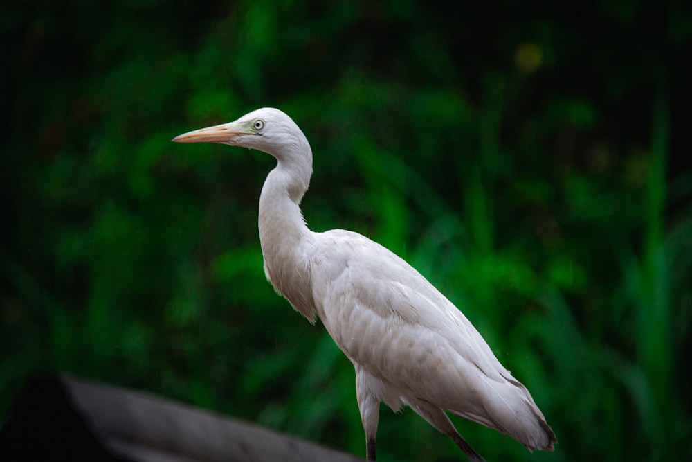 a white bird standing on top of a roof