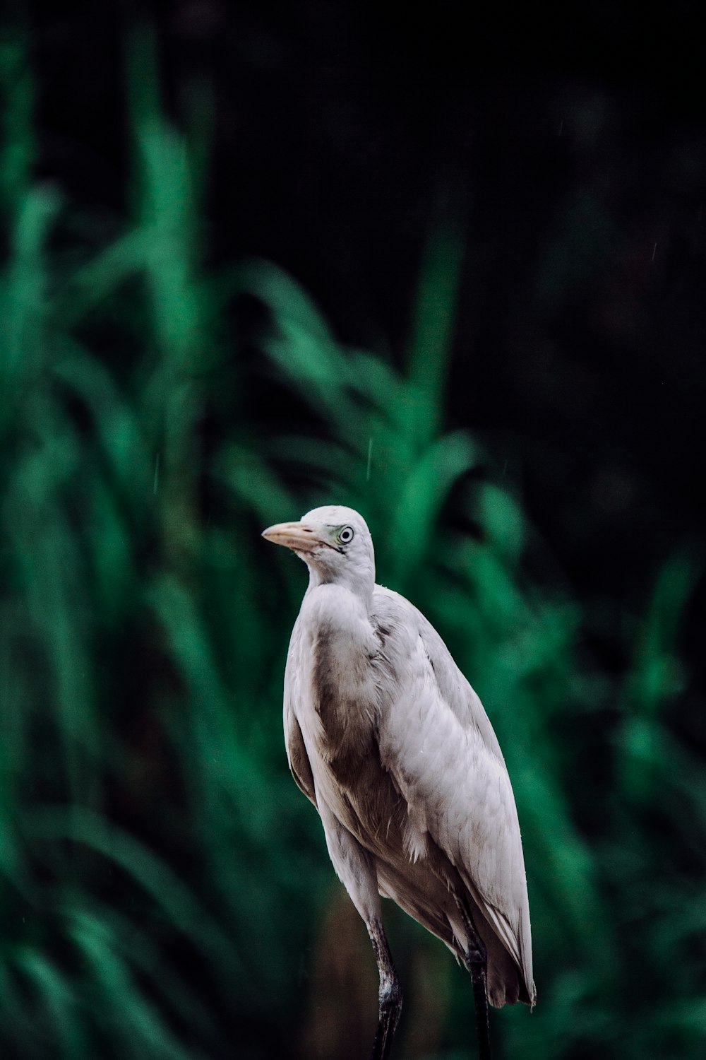 a white bird standing on top of a rock