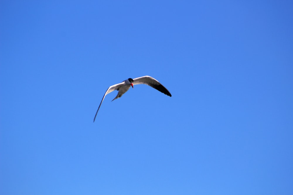 uma gaivota voando em um céu azul claro