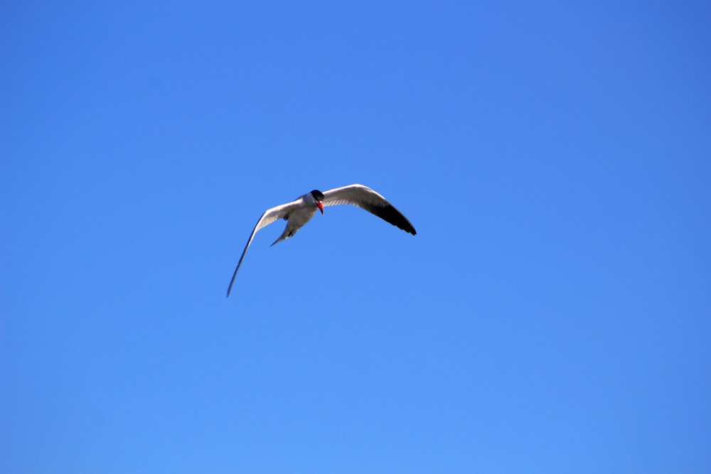 a seagull flying in a clear blue sky