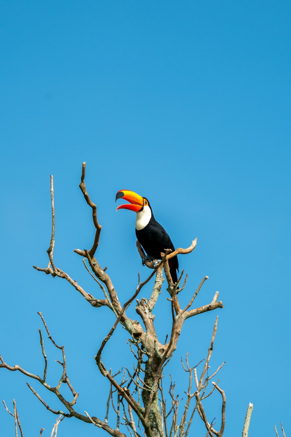 a toucan perched on top of a dead tree
