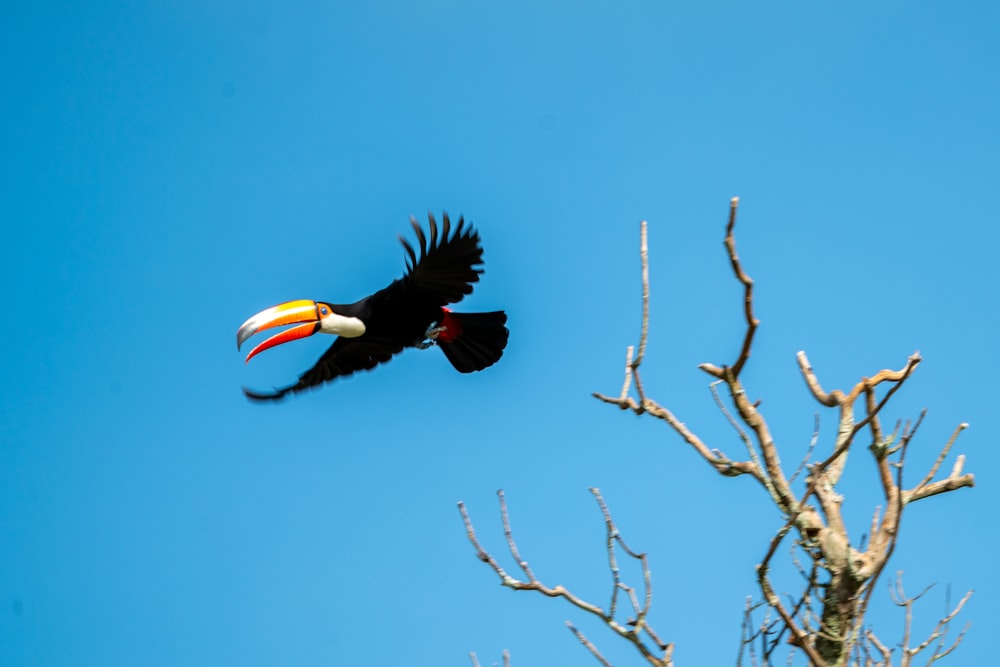 a large bird flying over a tree with a bird on it's back