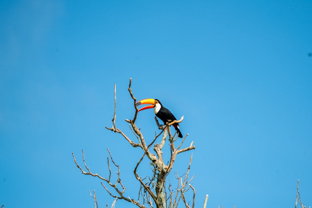 a toucan sitting on top of a tree branch