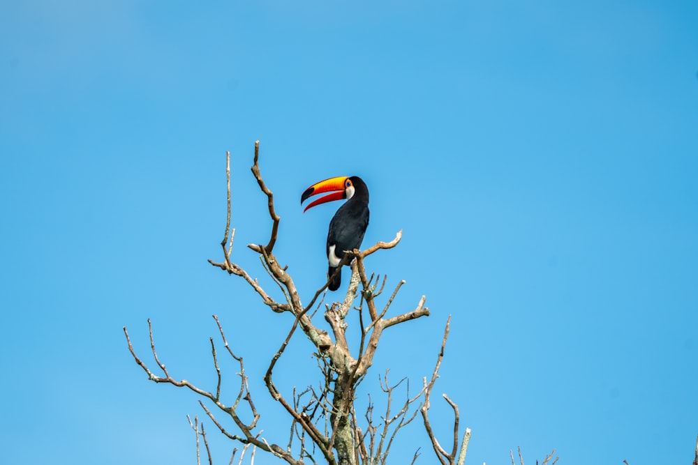 a black and orange bird sitting on top of a tree