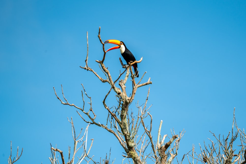 a toucan sitting on top of a tree branch