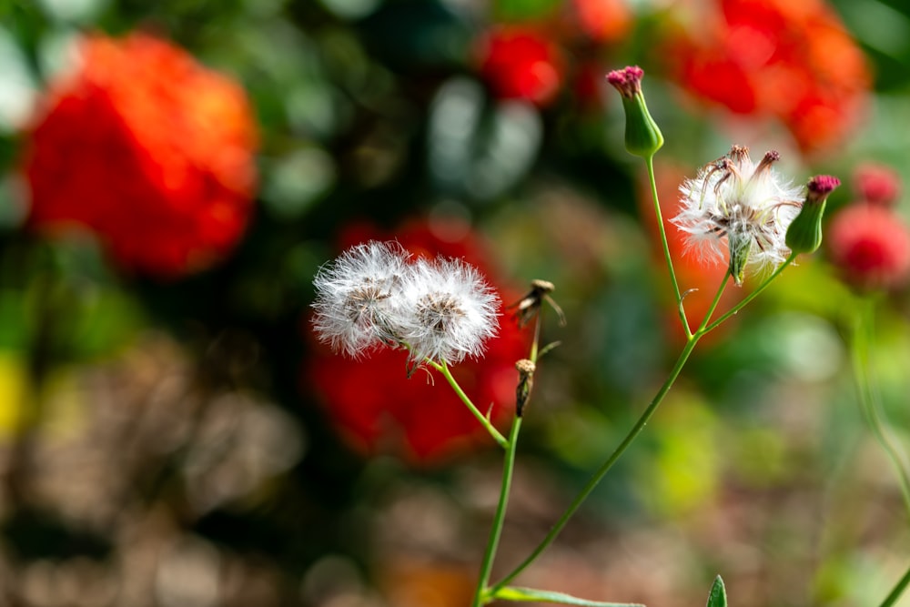 a close up of a flower with red flowers in the background