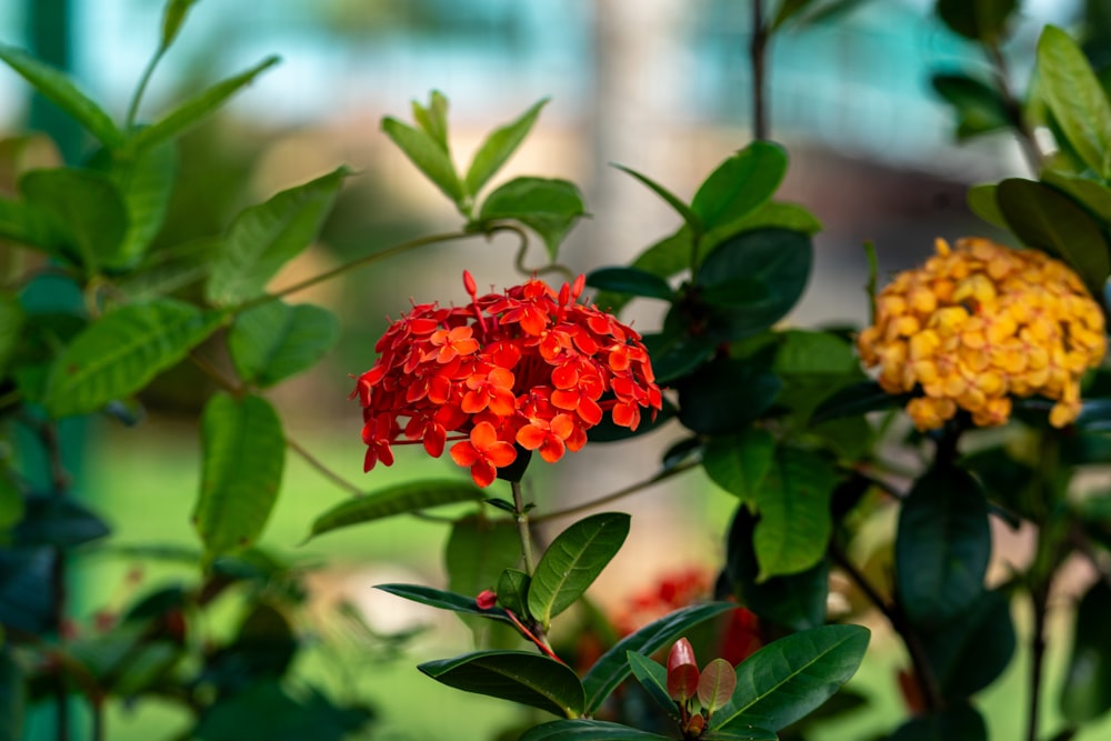 a close up of a red and yellow flower