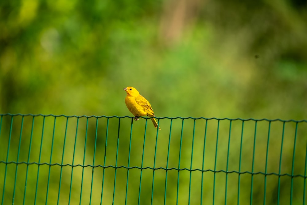 a yellow bird sitting on top of a green fence