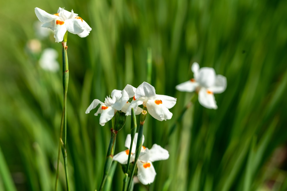 a group of white flowers in a field