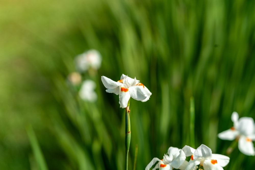 a group of white flowers sitting on top of a lush green field