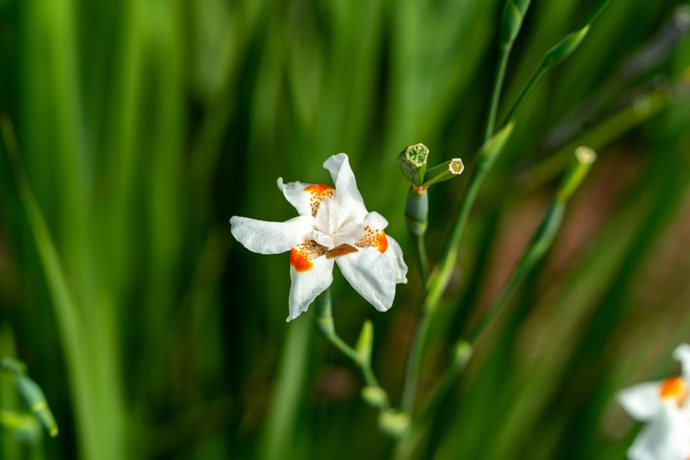 a close up of a white and orange flower