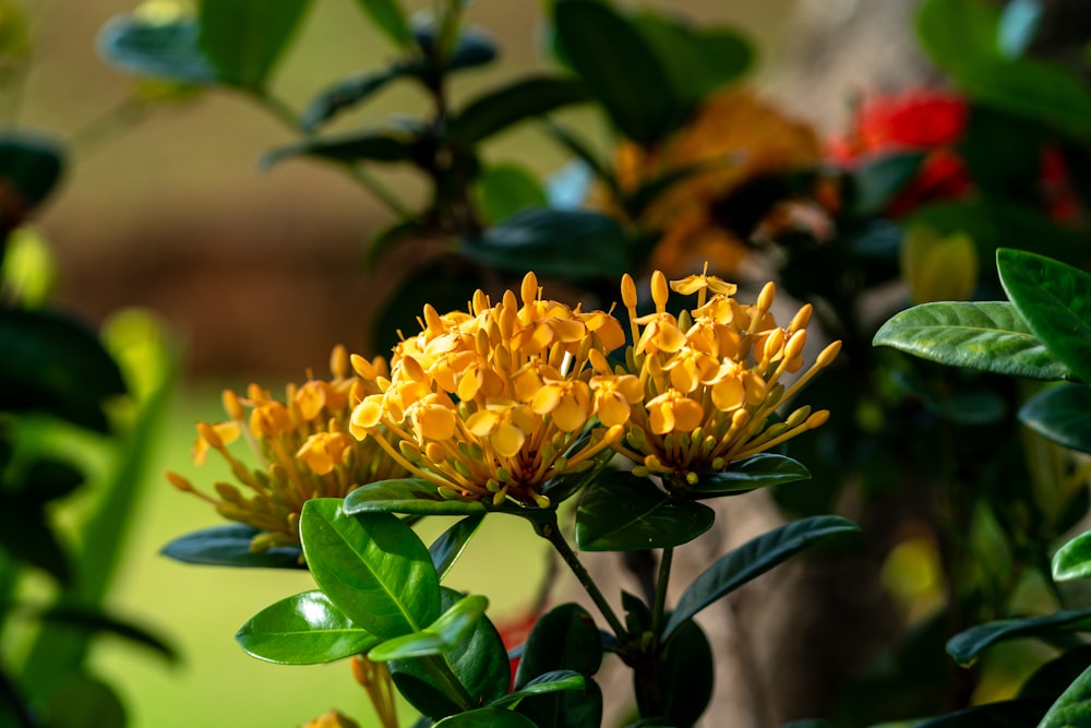 a close up of a yellow flower with green leaves