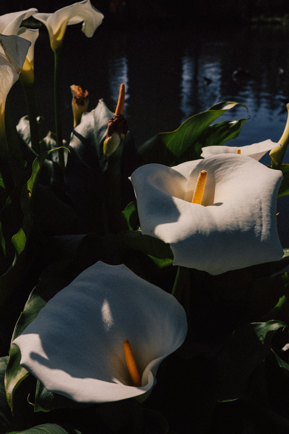 a couple of white flowers sitting next to a body of water