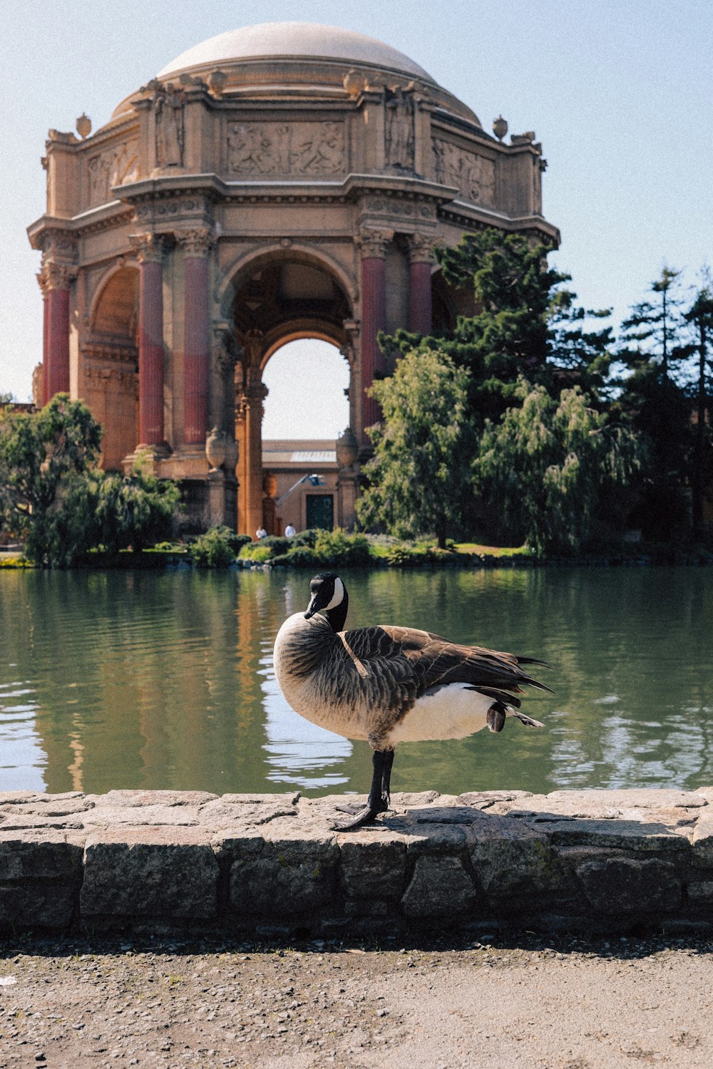 a duck is standing on the edge of a pond