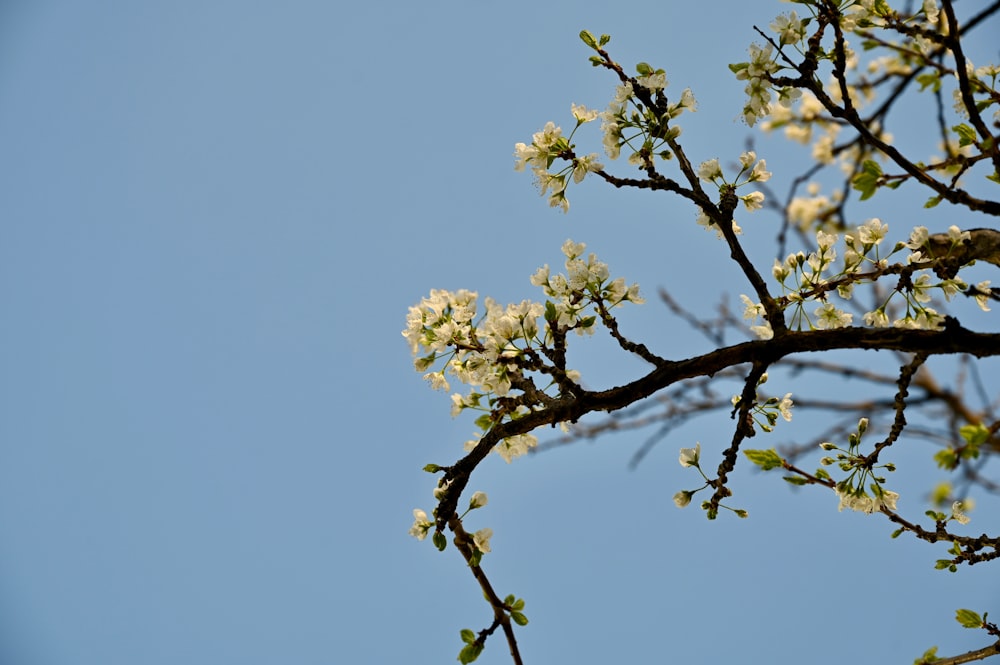 a tree branch with white flowers against a blue sky