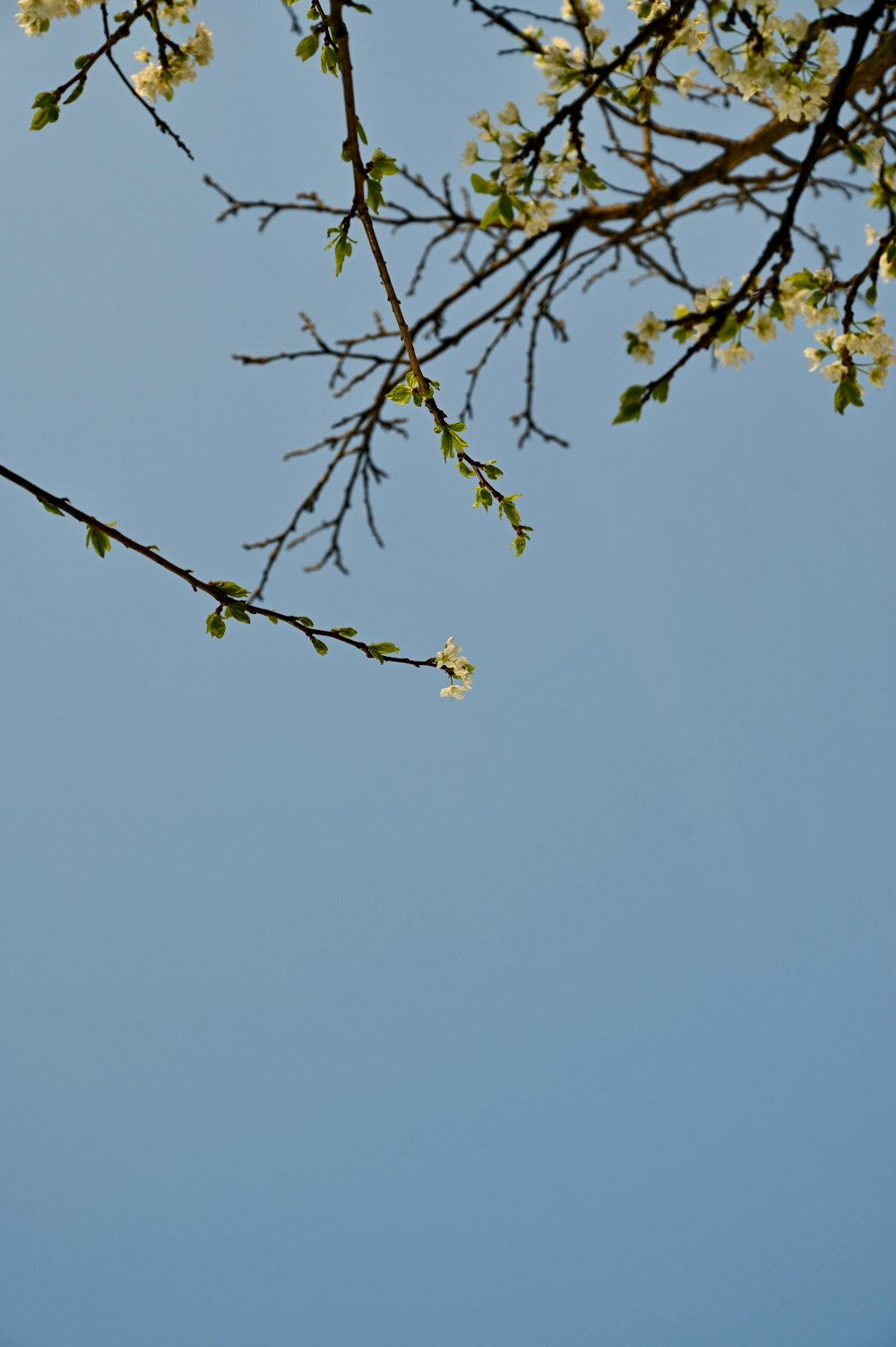 a bird sitting on a branch of a tree