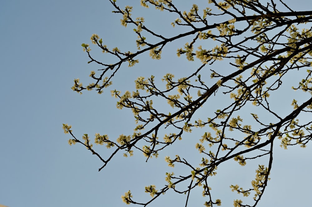 a tree branch with yellow flowers against a blue sky