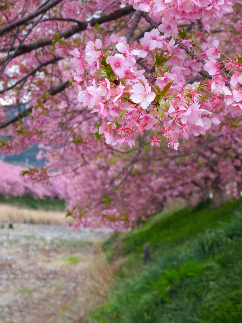 a tree with pink flowers on it next to a dirt road