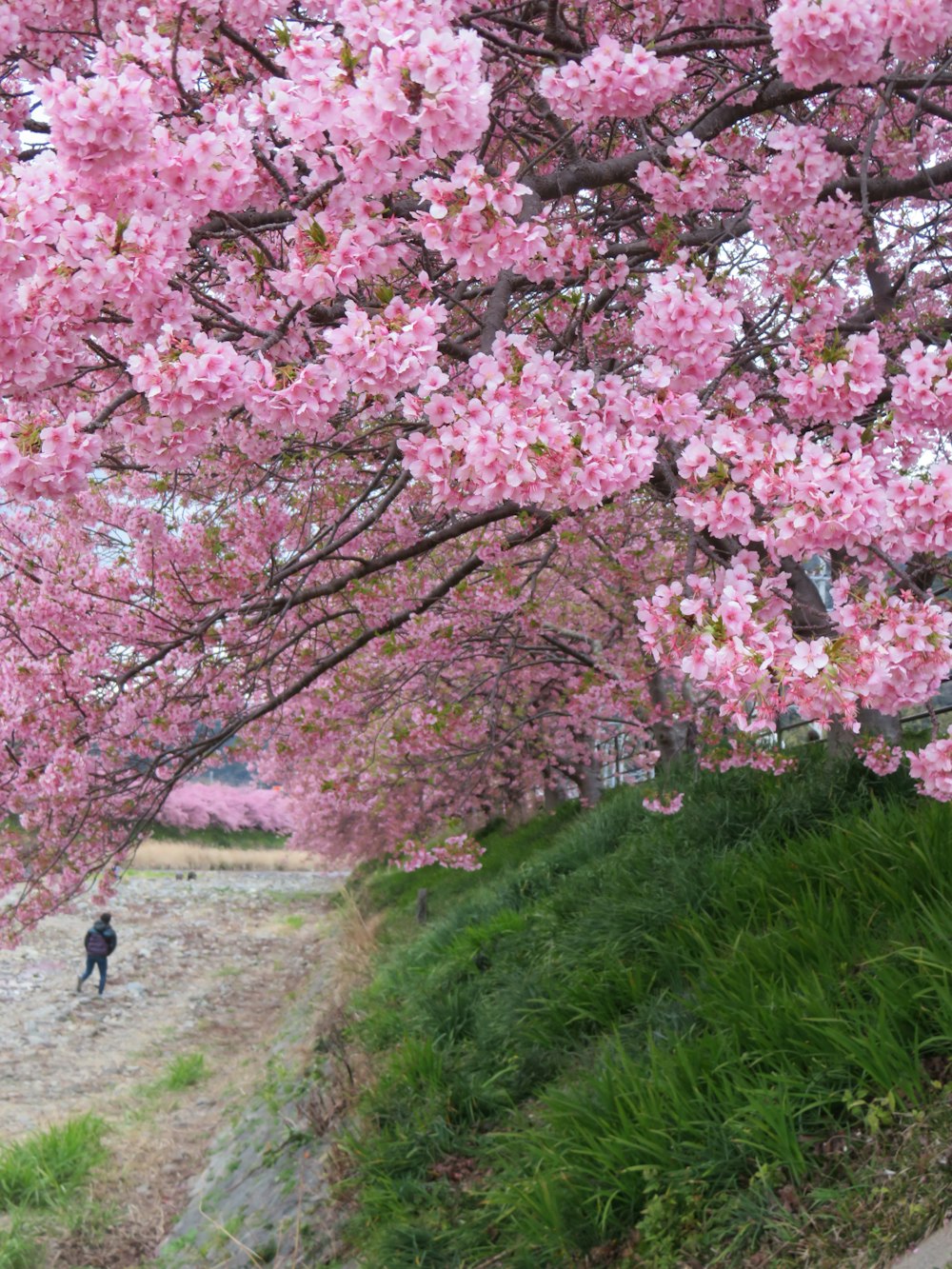 a person walking down a path under a tree with pink flowers
