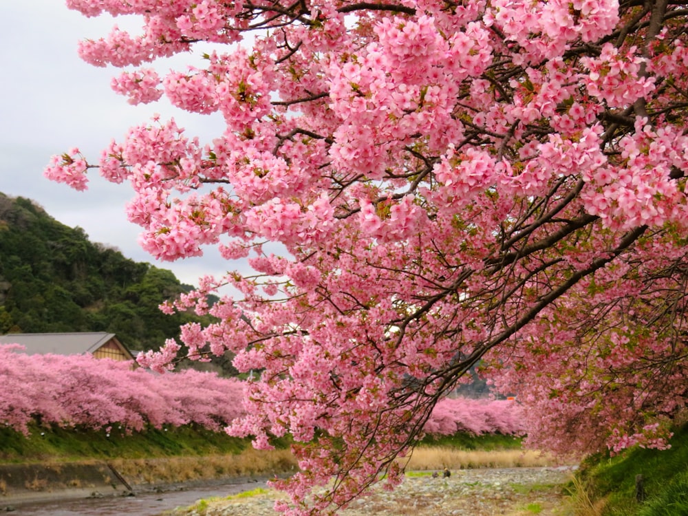 a tree with pink flowers near a river