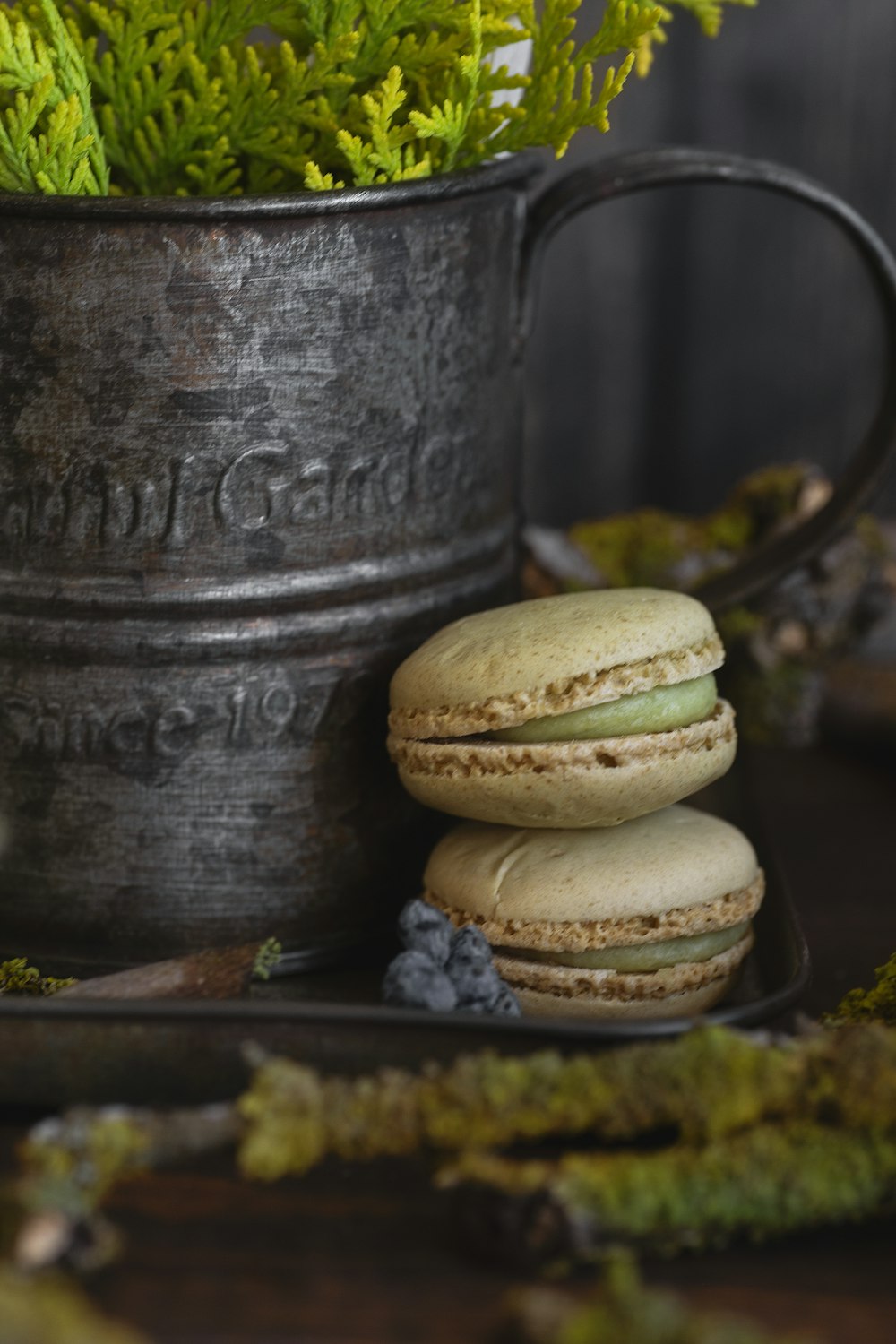 a potted plant sitting next to two macaroons