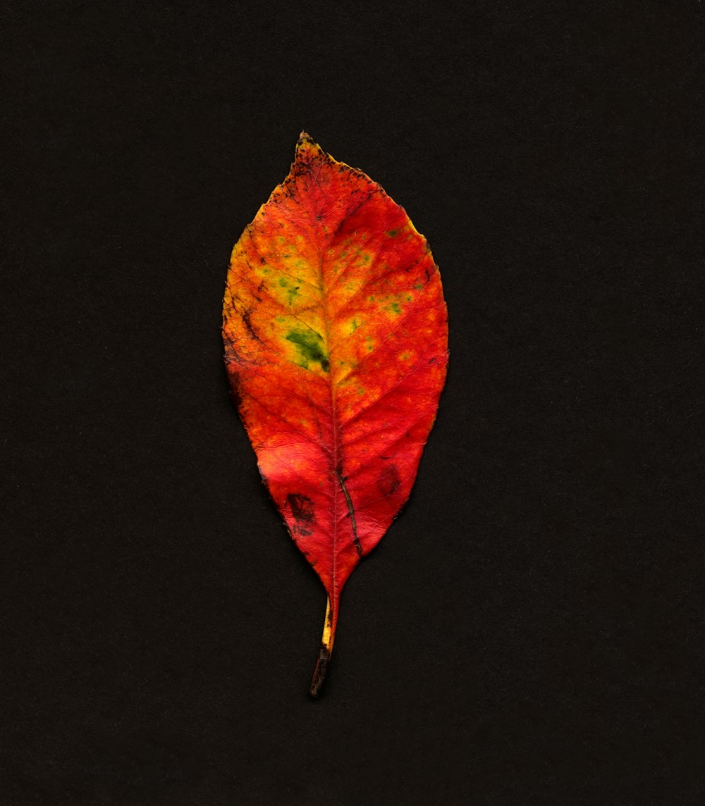 a leaf that is sitting on a black surface