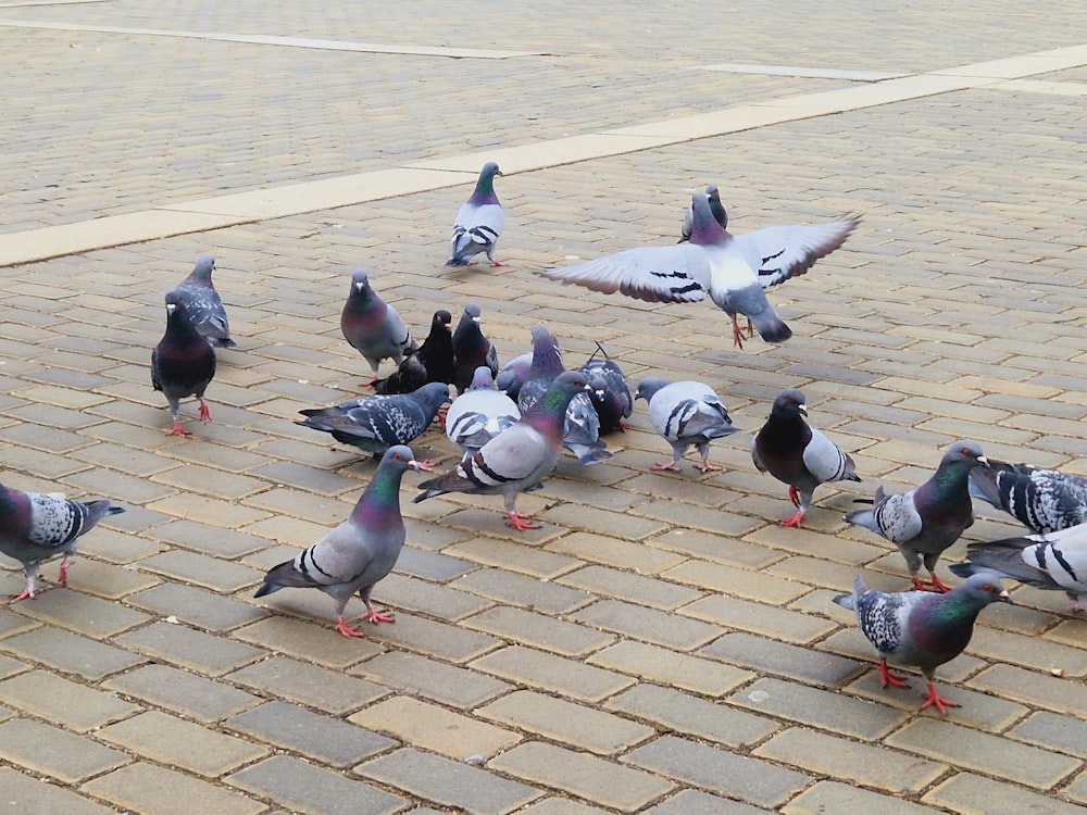 a flock of pigeons standing on a brick road