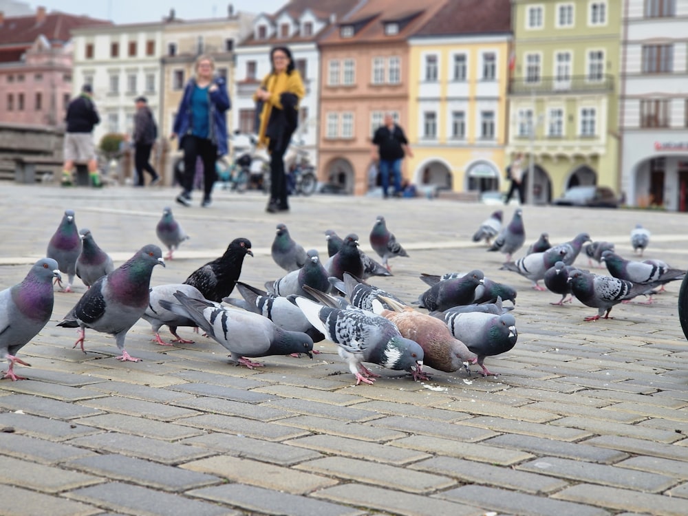 a flock of pigeons standing on top of a brick road