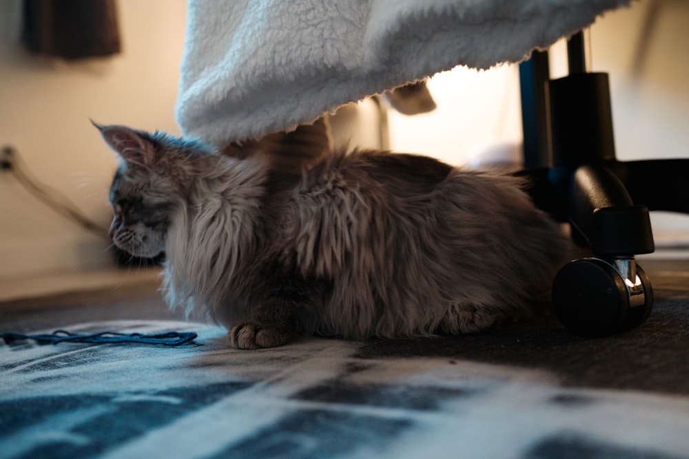 a cat sitting under a bed next to a hair dryer