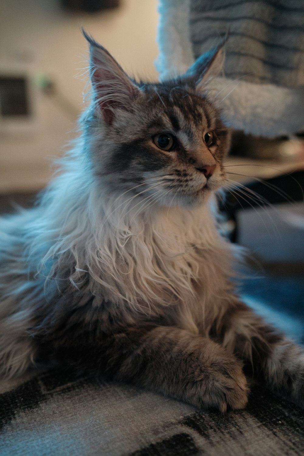 a long haired cat sitting on top of a couch