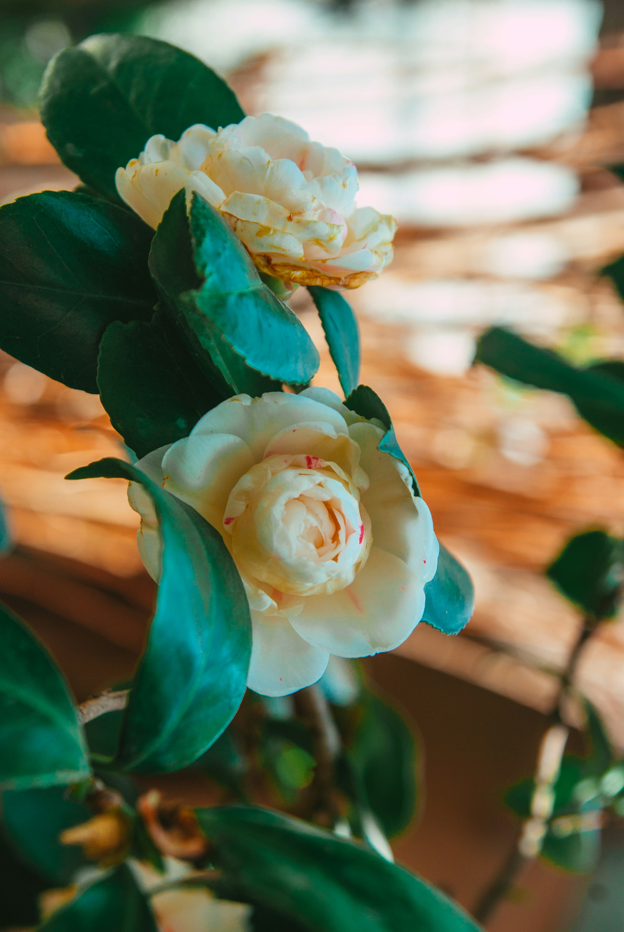 Photo by moonmoons_days