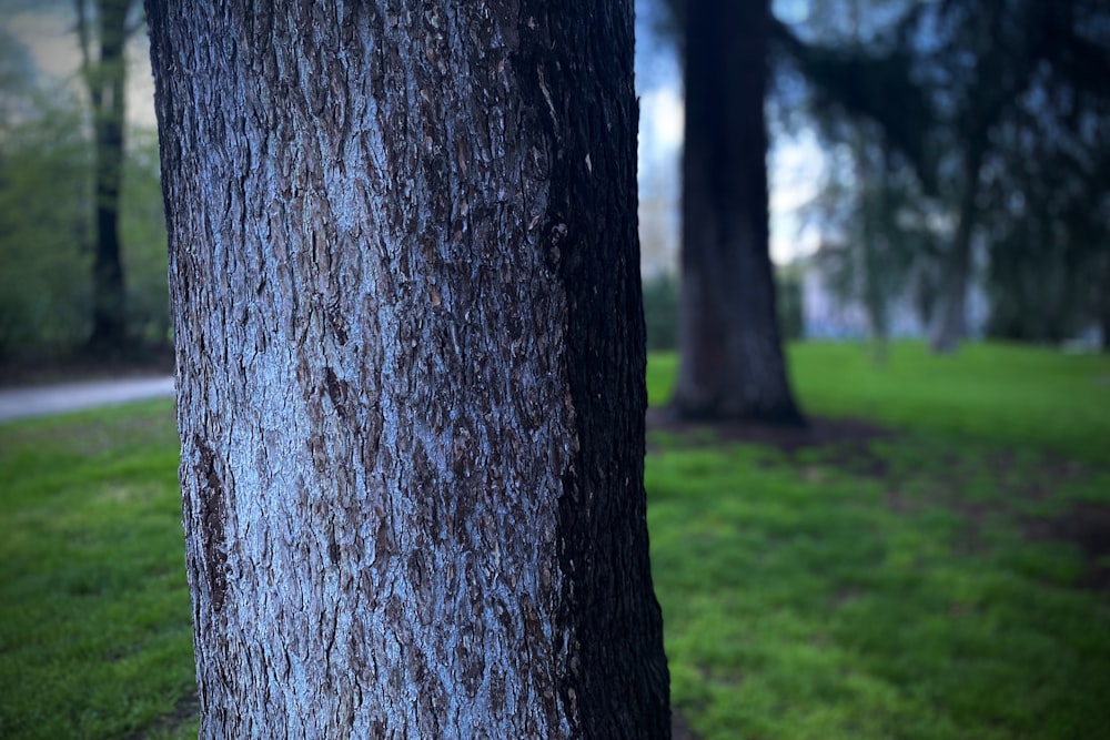 a close up of a tree trunk in a park