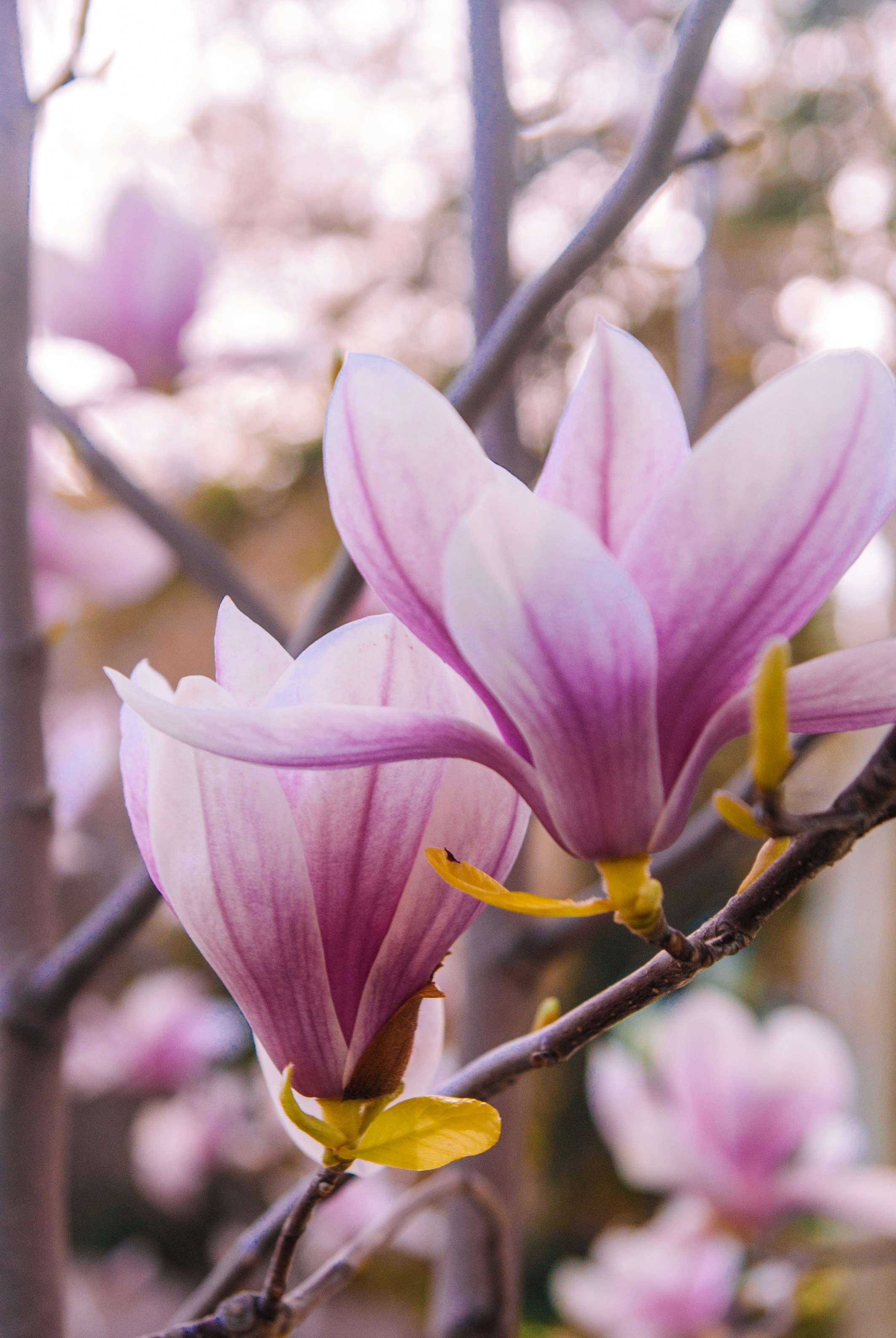 Photo by moonmoons_days