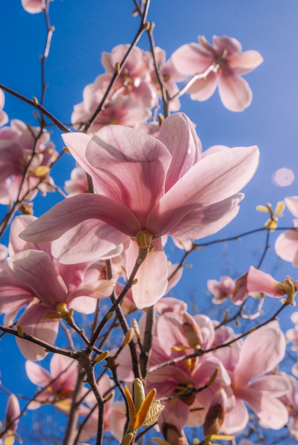 a bunch of pink flowers on a tree