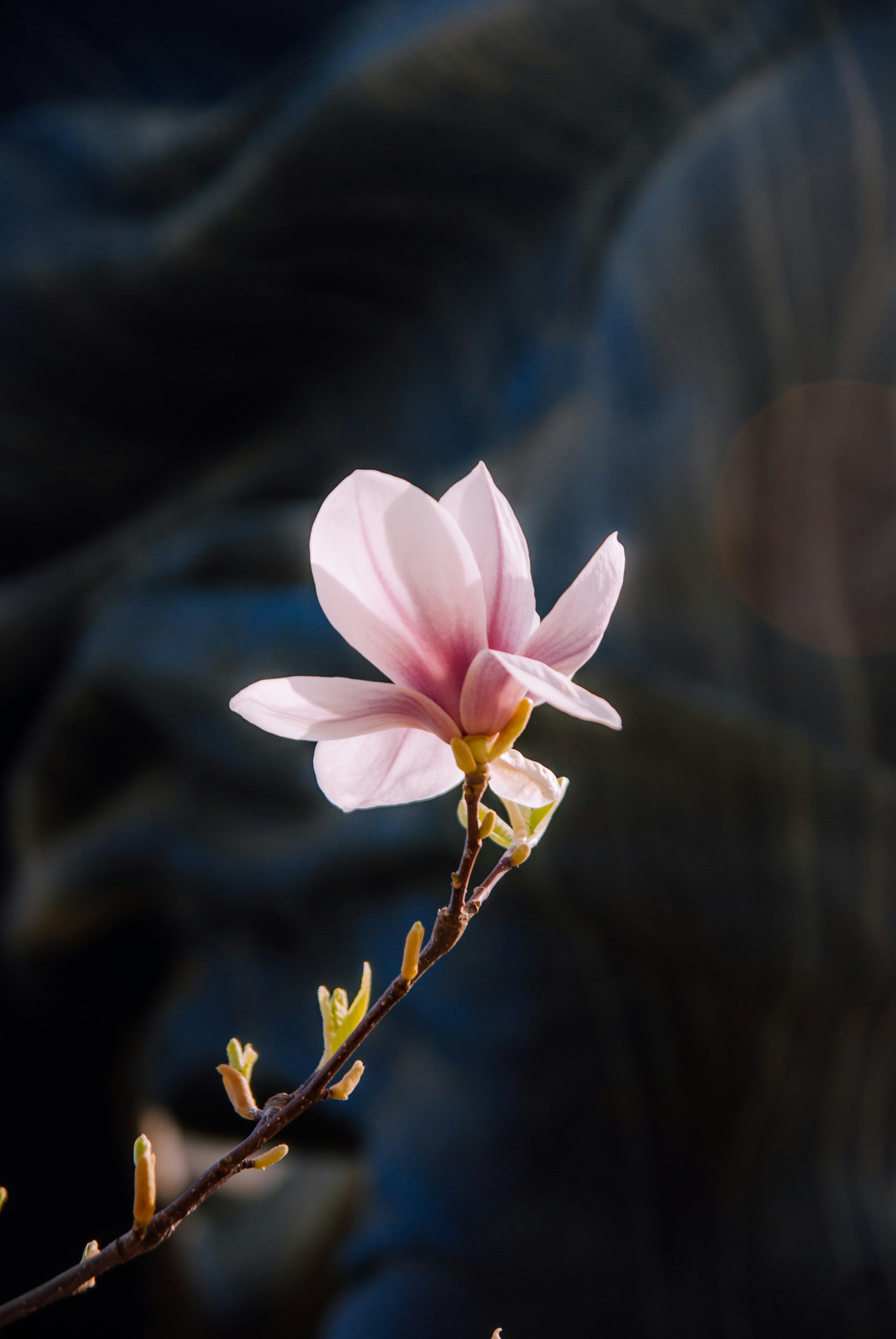 Photo by moonmoons_days