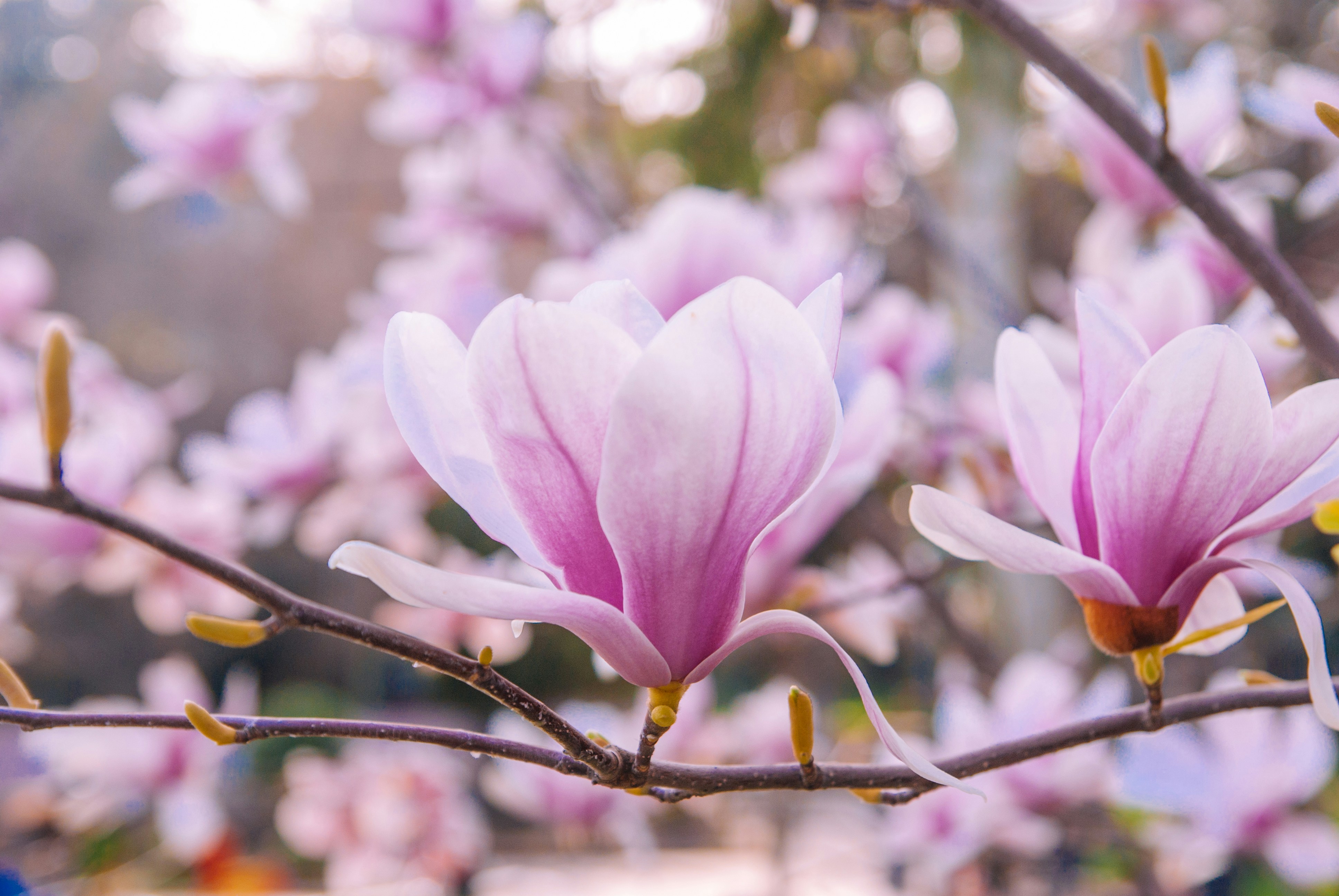 Photo by moonmoons_days