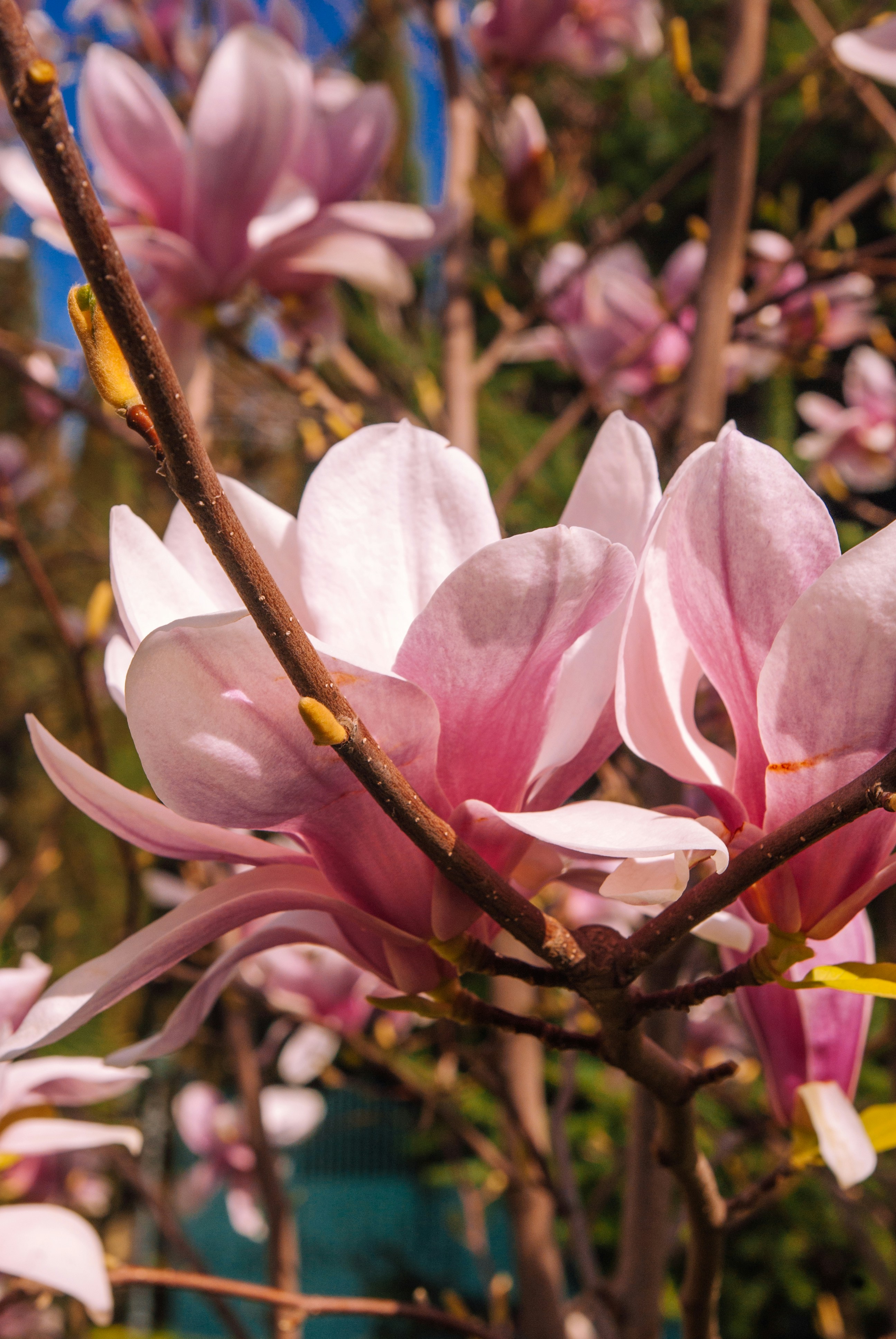 Photo by moonmoons_days