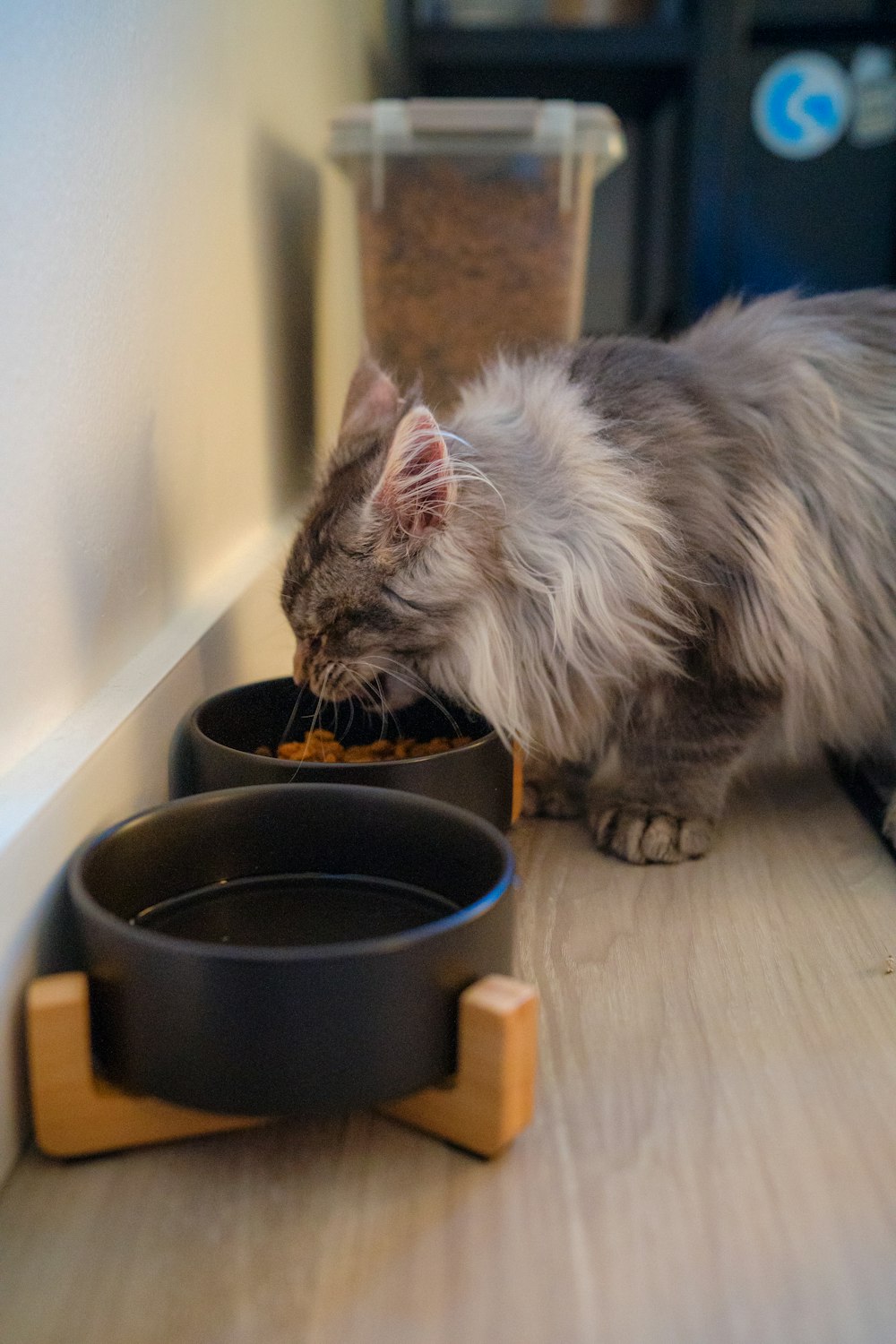 a cat eating food out of a bowl