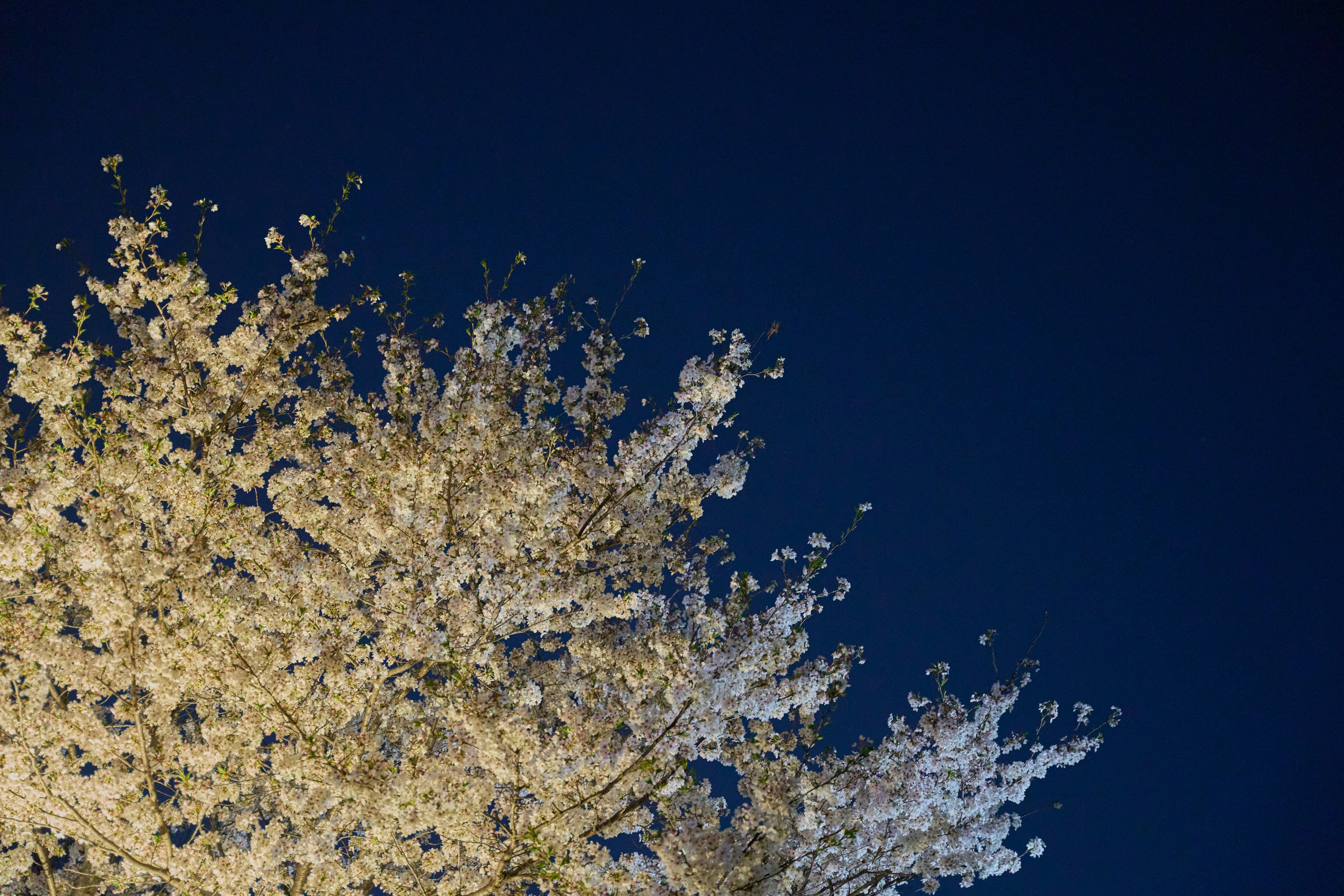 a tree with lots of white flowers in front of a blue sky