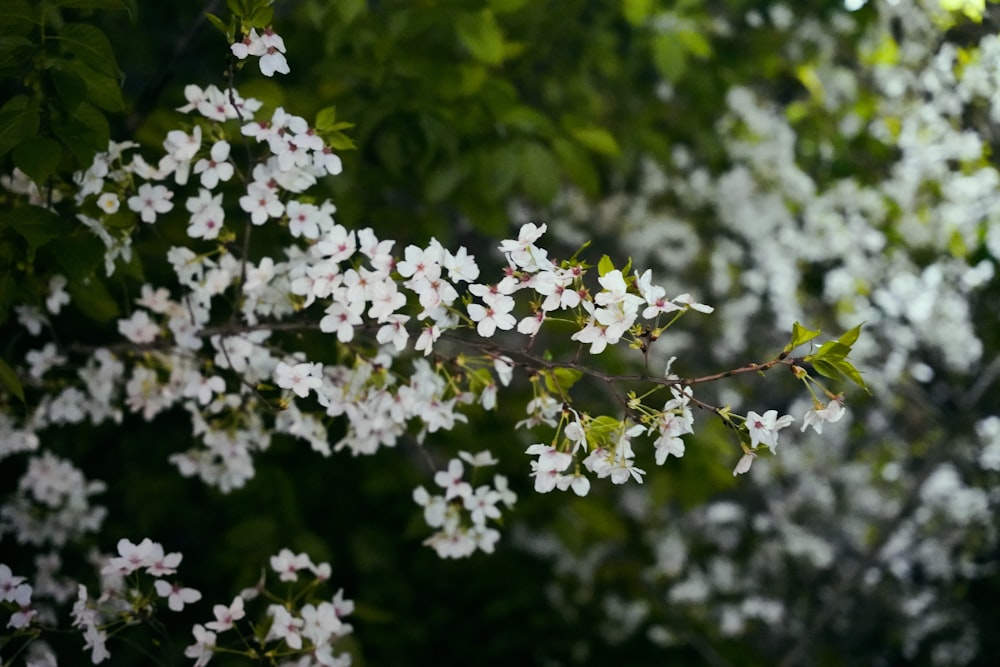 a branch of a tree with white flowers