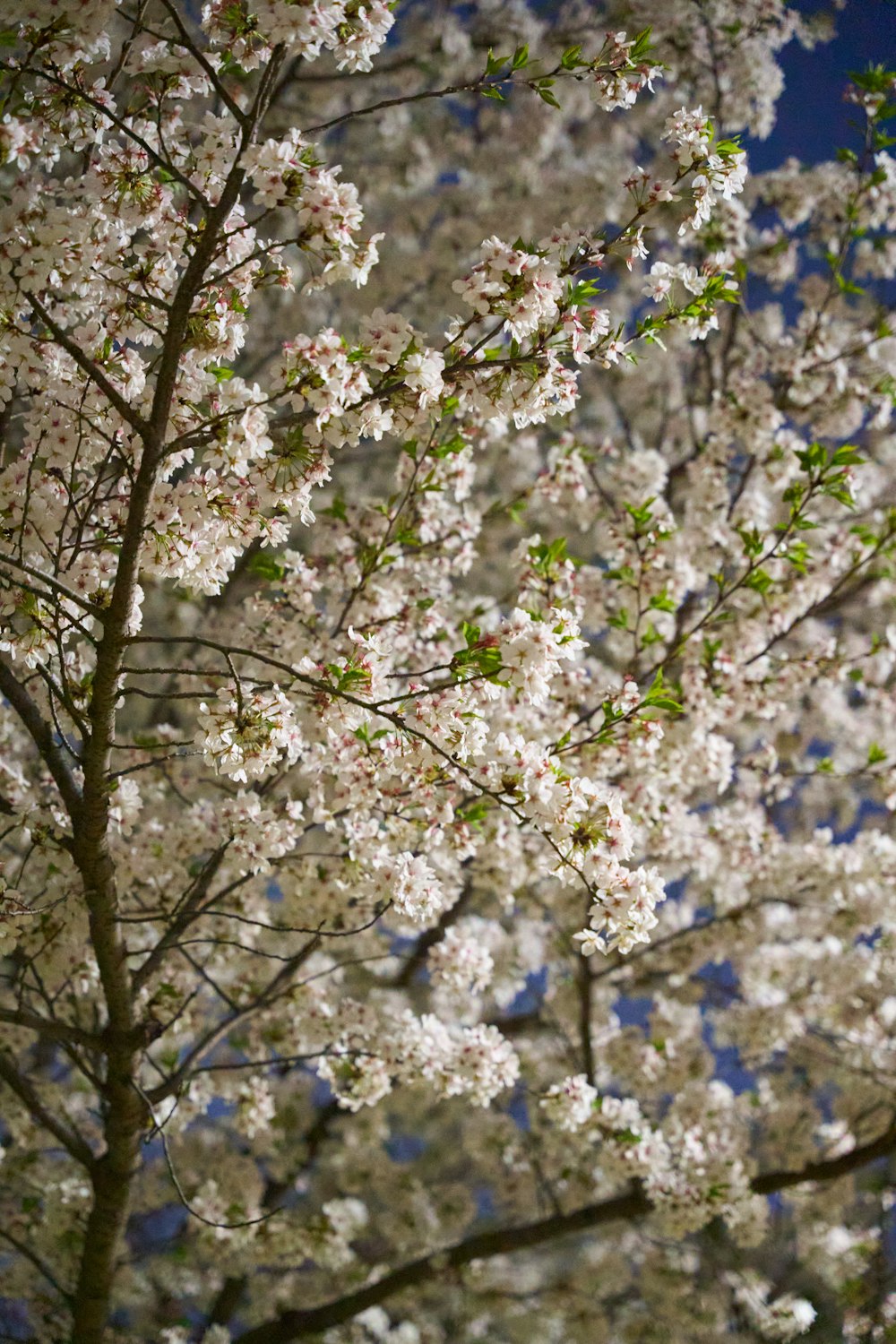 a tree with lots of white flowers in front of a blue sky