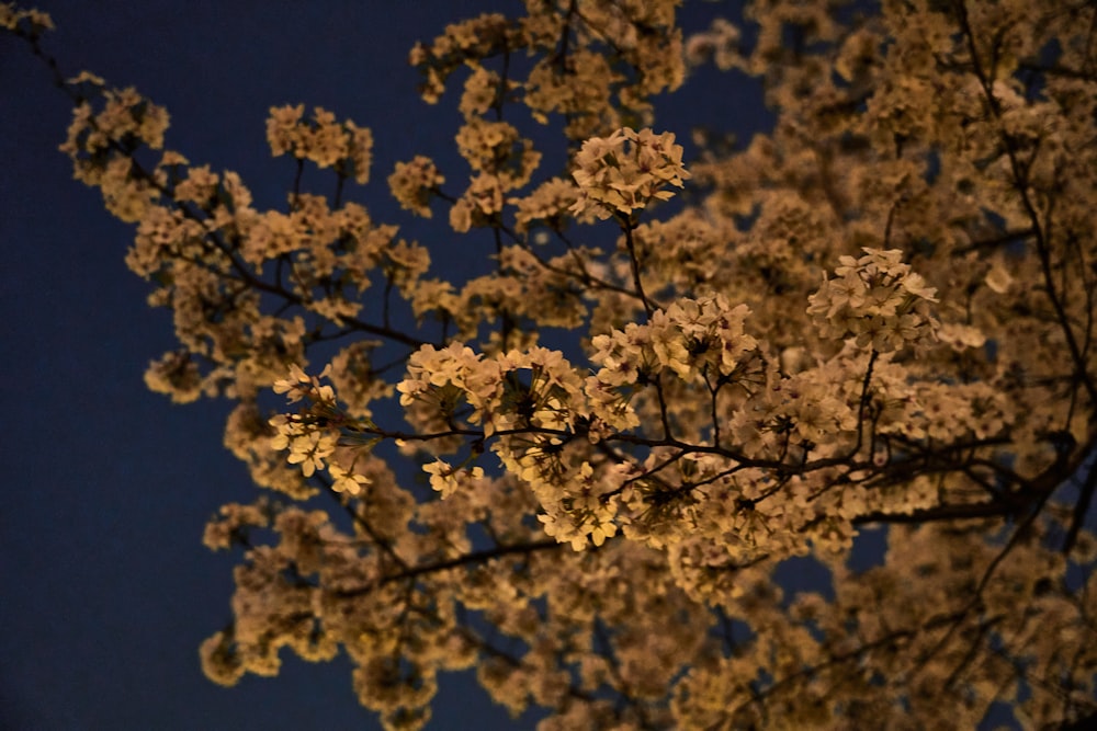 a close up of a tree with white flowers