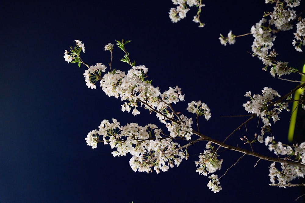 a branch with white flowers against a dark blue sky