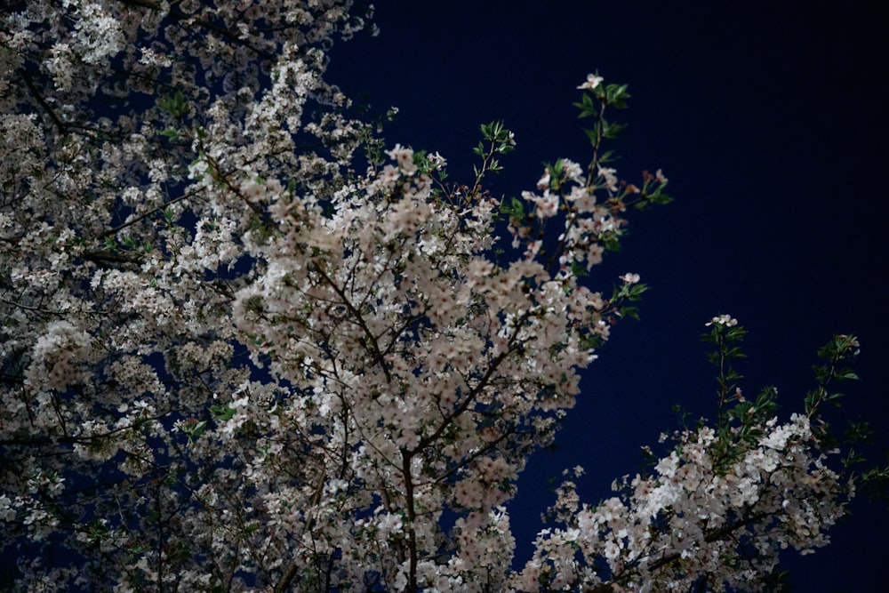 a tree with lots of white flowers on it