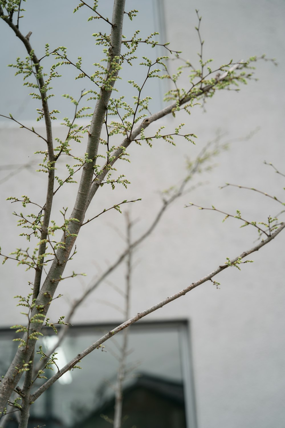 a small tree in front of a building