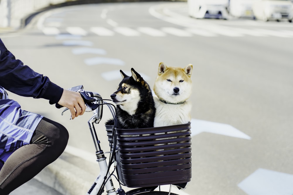 a person riding a bike with two dogs in the basket