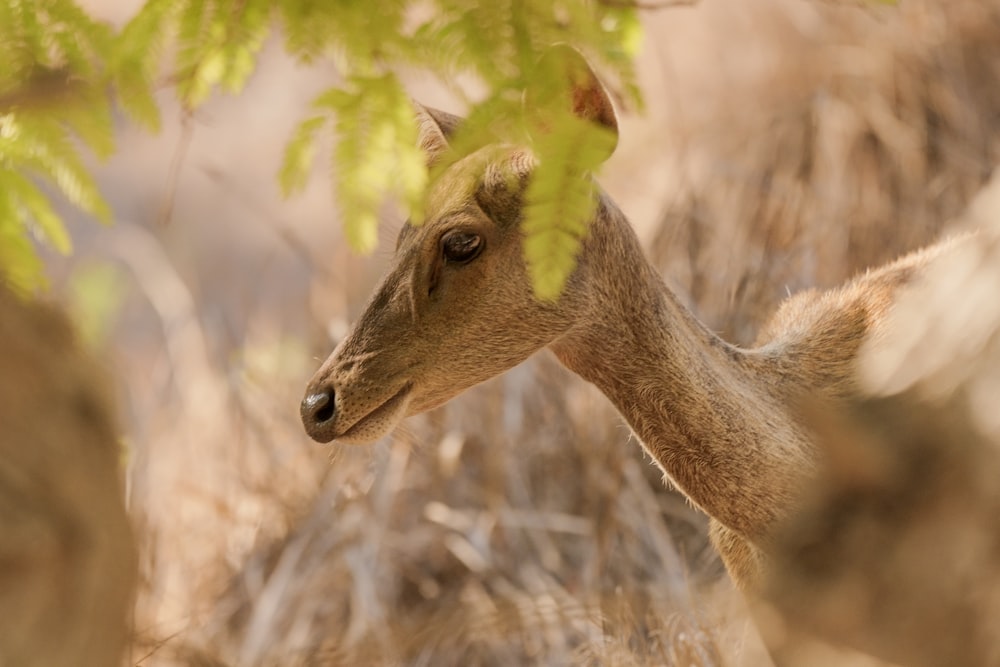 a small deer is standing in the grass