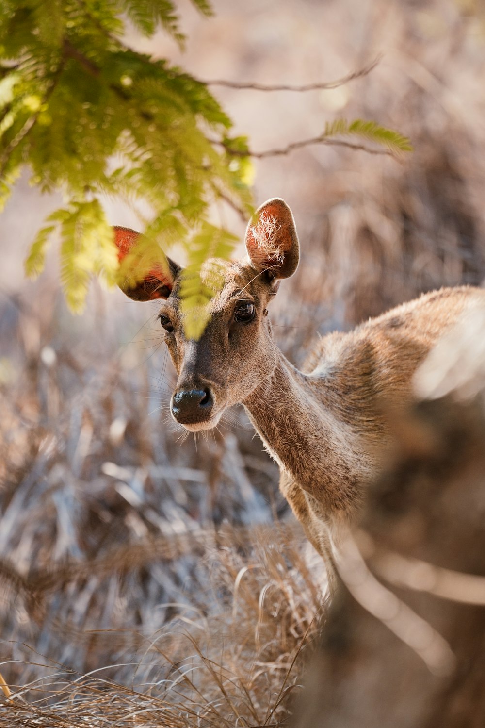 a small deer standing next to a tree