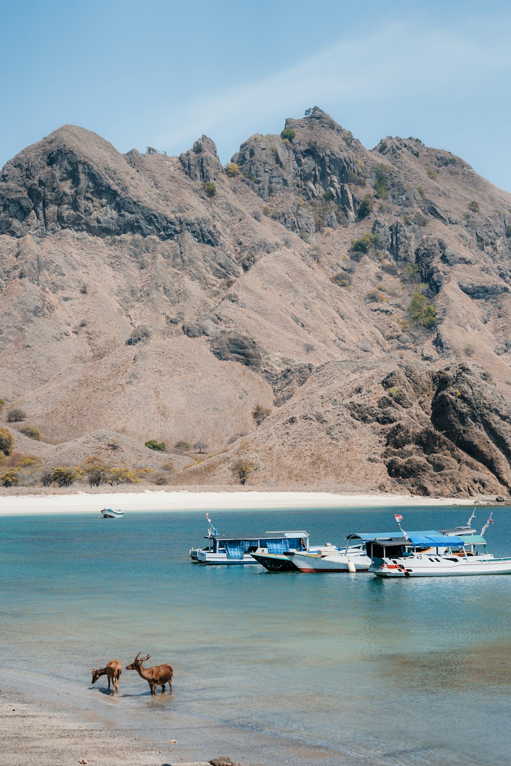 a couple of horses standing on top of a beach next to a boat