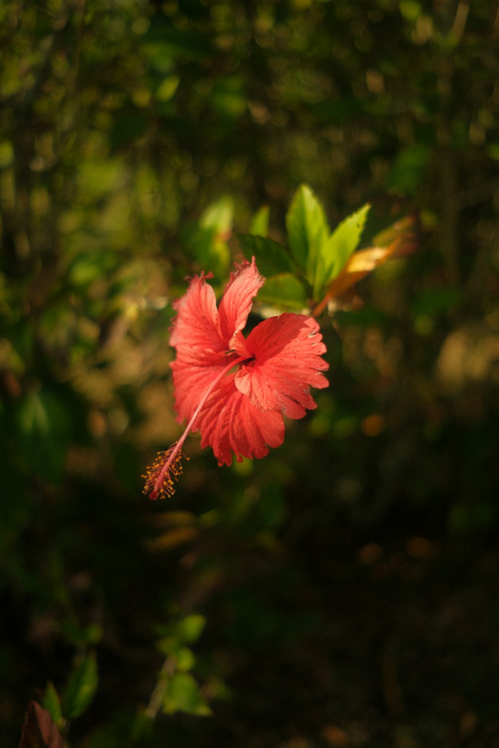 a red flower with green leaves in the background